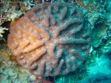 saracuba 139 